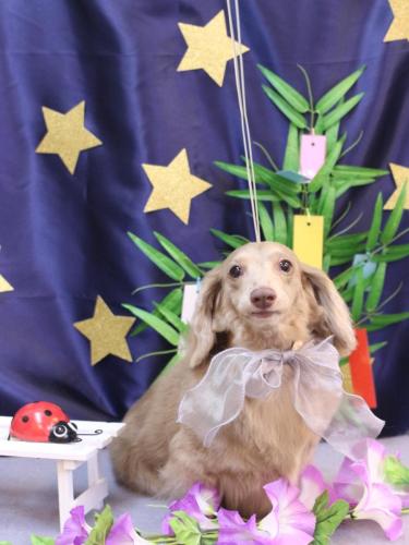 20230713ぺこちゃん